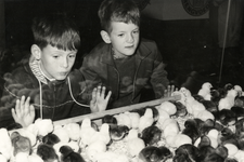 501371 Afbeelding van twee jongens bij een bak met kuikens op de Pluimveetentoonstelling in de Julianahal en de ...